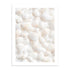 Conchas Blancas 50x70 / Marco Color Roble