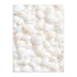 Conchas Marinas 50x70 / Marco Color Roble