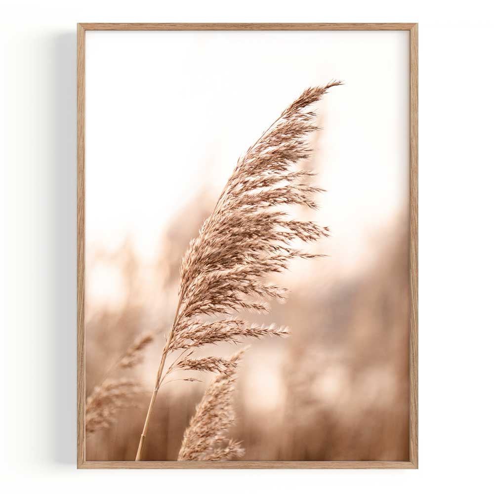 Pampas Marco Color Roble / 30x40