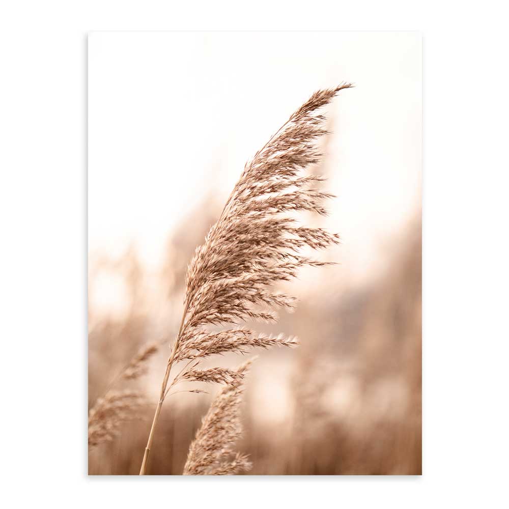 Pampas Marco Color Roble / 50x70