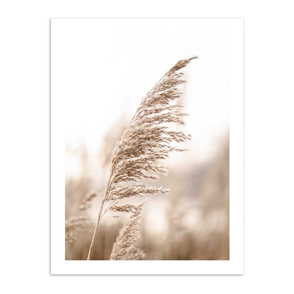 Hierba Pampas 50x70 / Marco Color Roble